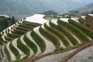 Longji rice terraces in May